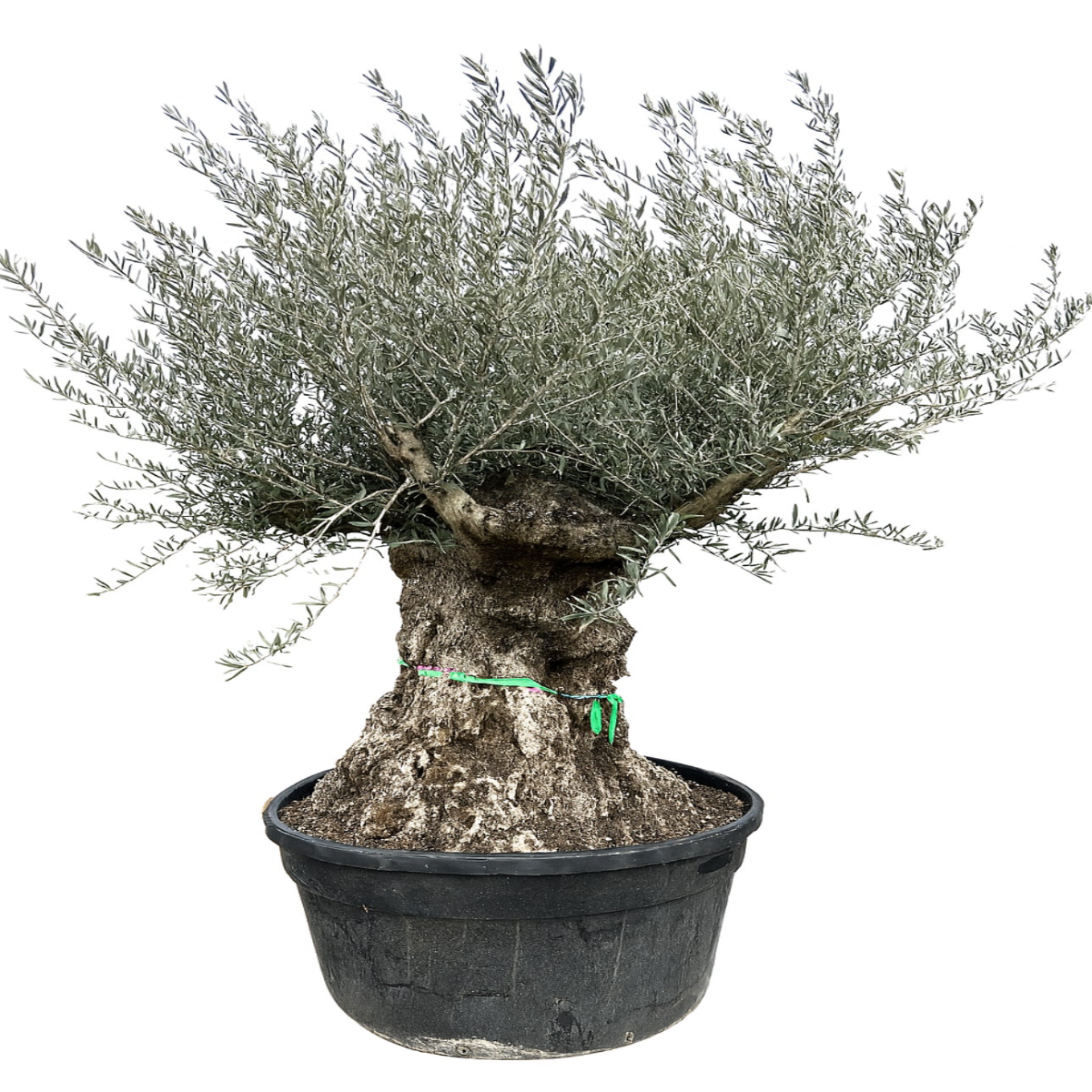 Olea Europea “Olive Tree” Gnarly Bonsai