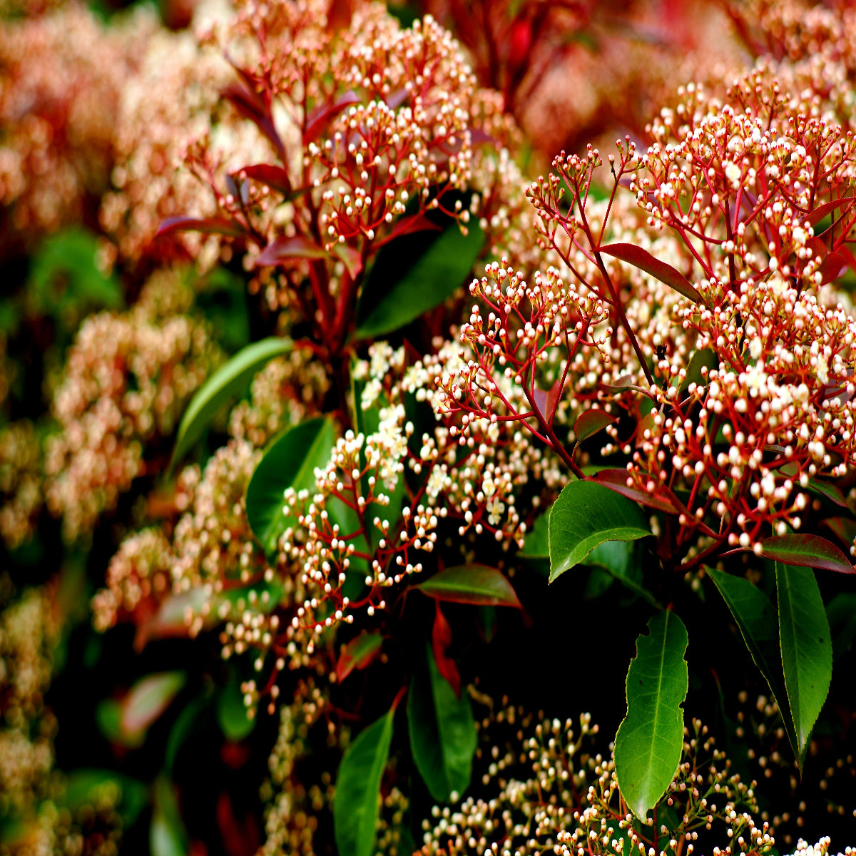Red Robin Hedging (Photinia)