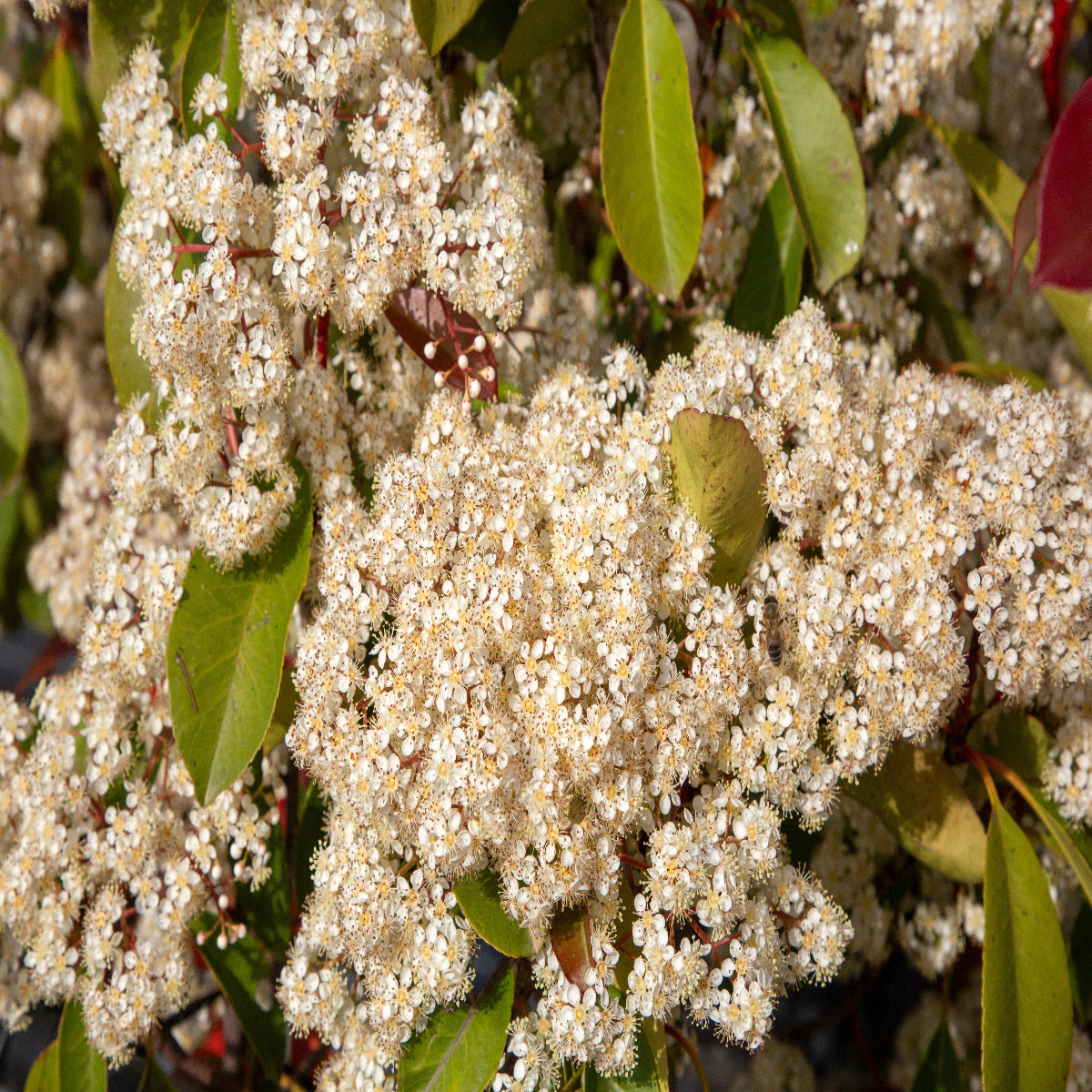 Red Robin Hedging (Photinia)