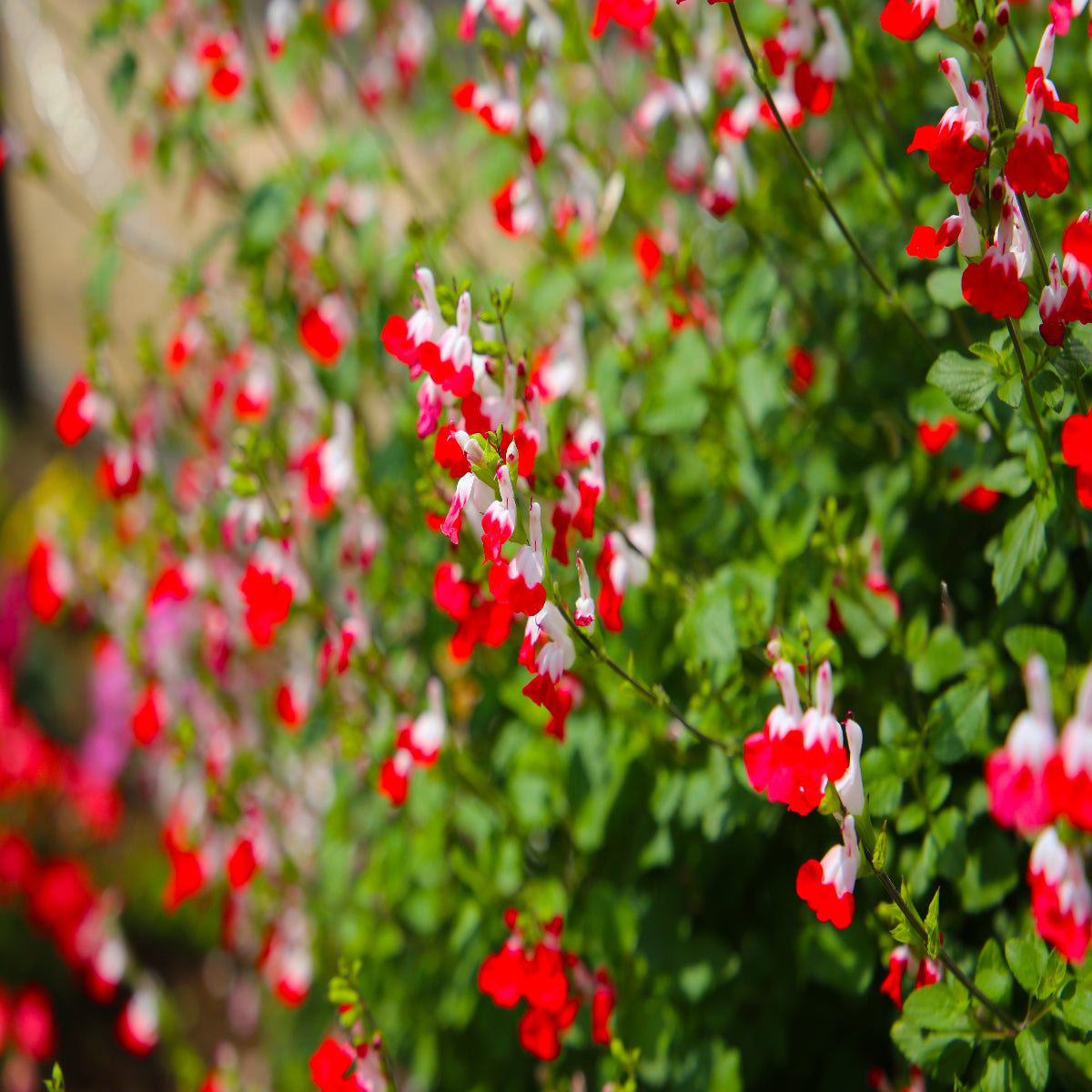 Salvia 'Hot Lips'