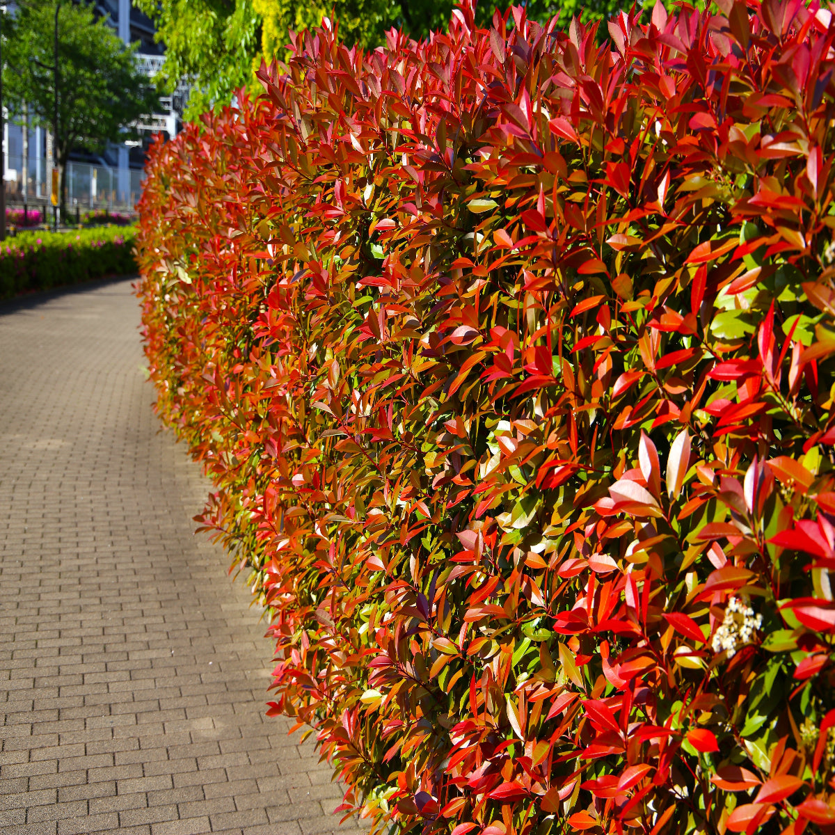 Red Robin Hedging (Photinia)