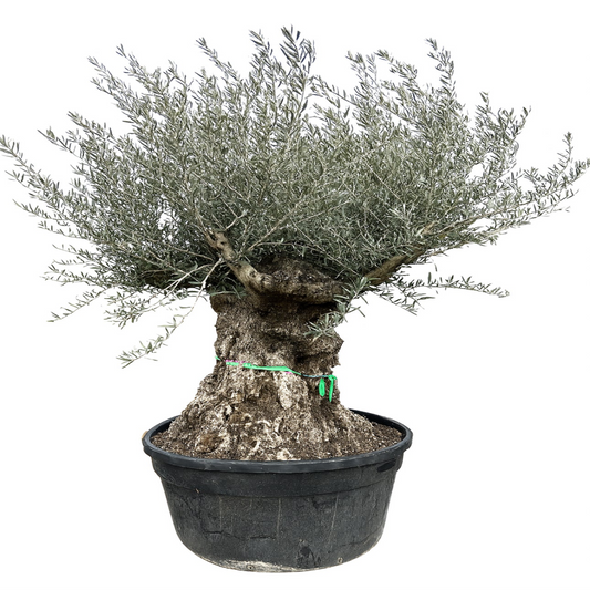 Olea Europea “Olive Tree” Gnarly Bonsai