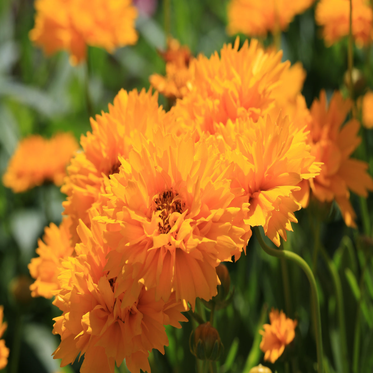 Coreopsis 'Early Sunrise'