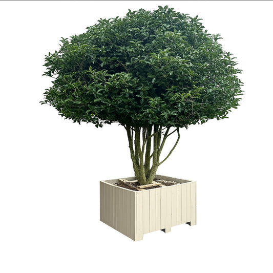 Osmanthus Aquifolium Mushroom Woodbox
