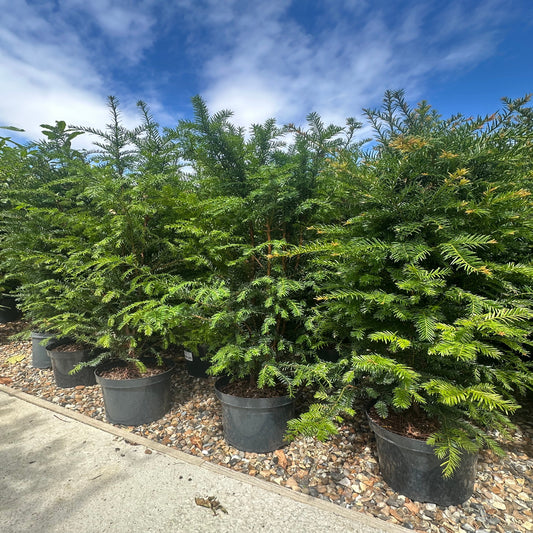 Yew Hedging (Taxus Baccata)