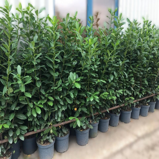 Laurel Hedging (Prunus Rotundifolia)