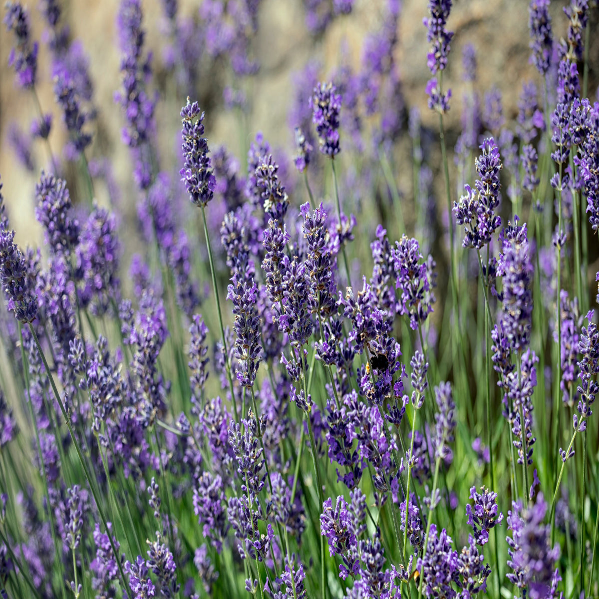 Lavender Angustifolia 'Munstead'