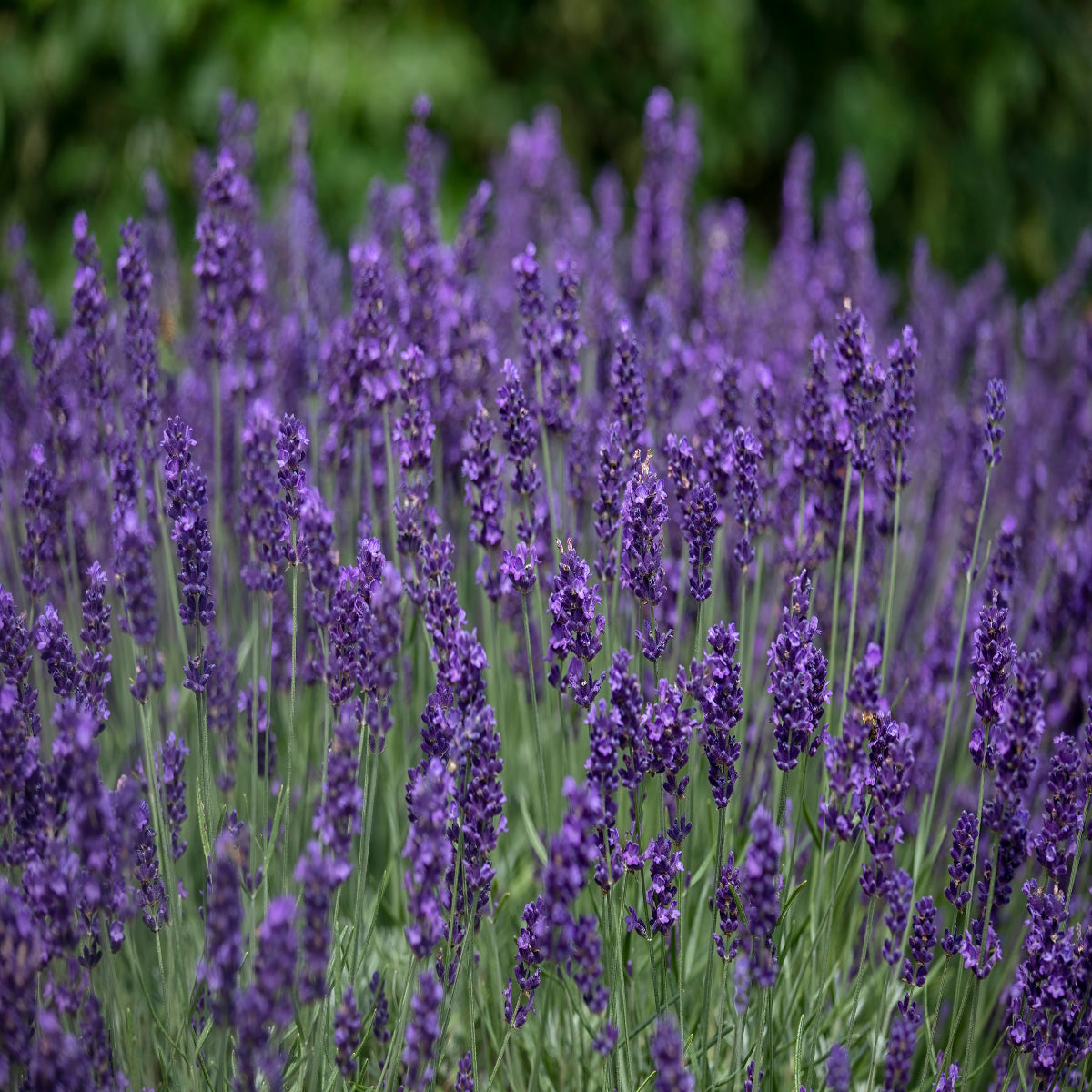 Lavender Angustifolia 'Hidcote'