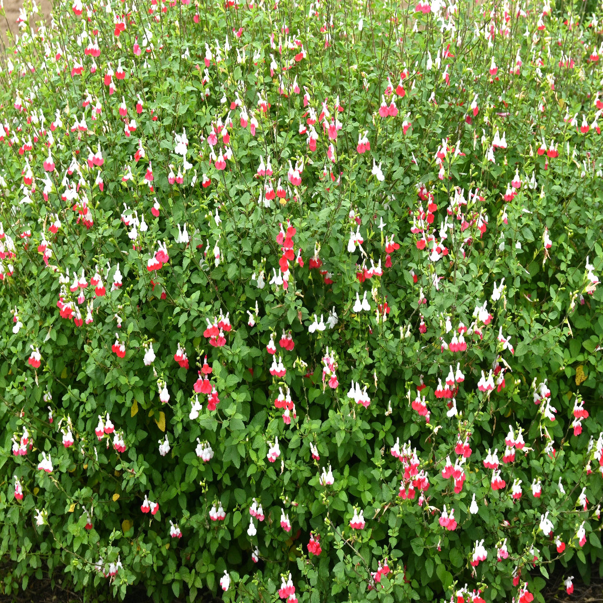 Salvia 'Hot Lips'