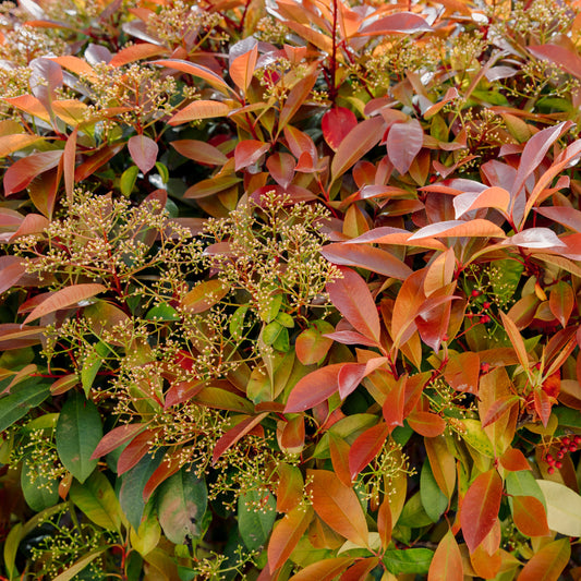 Red Robin Hedging (Photinia)