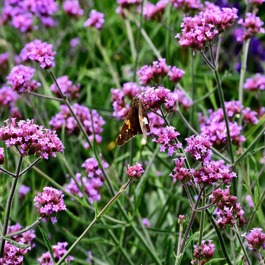 Verbena Bonariensis